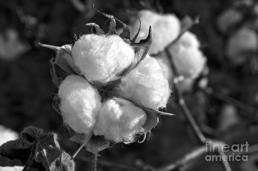 Cotton Photograph - Cotton by Debra Johnson Cotton Photograph - Cotton by Debra Johnson