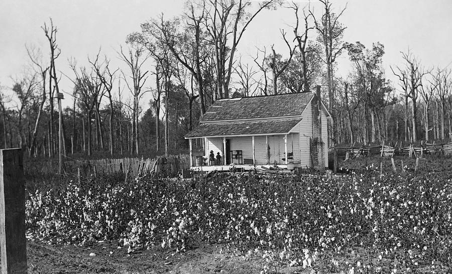 Cotton Farm, C1890 Photograph by Granger