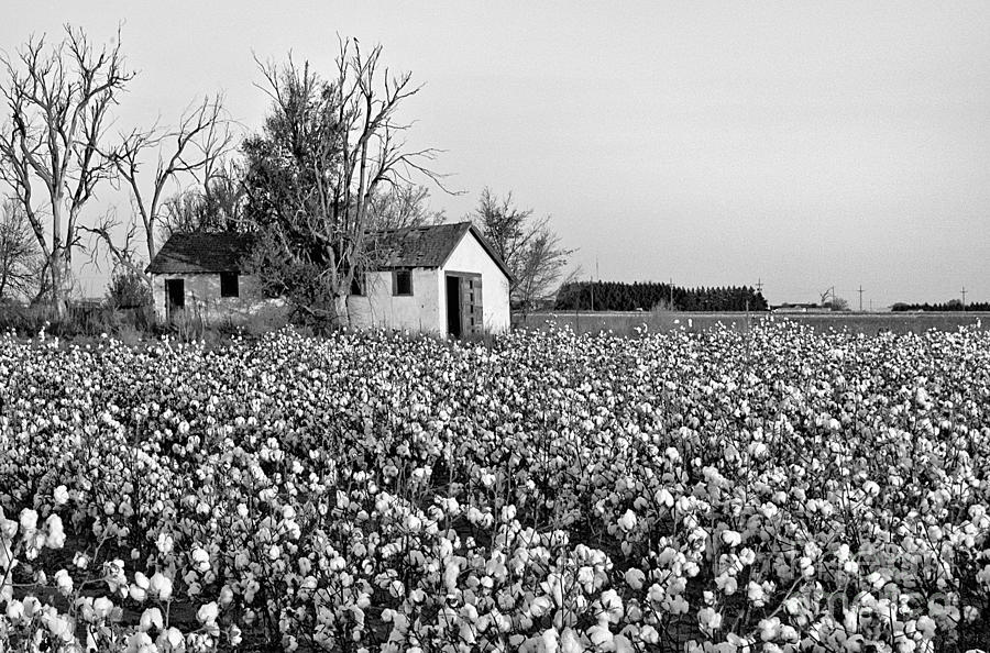 Cotton Farm Photograph - Cotton Farm by Mae Wertz