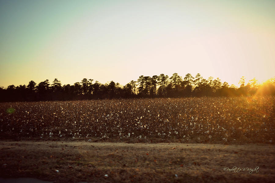Cotton Field At Dusk Photograph by Paulette B Wright
