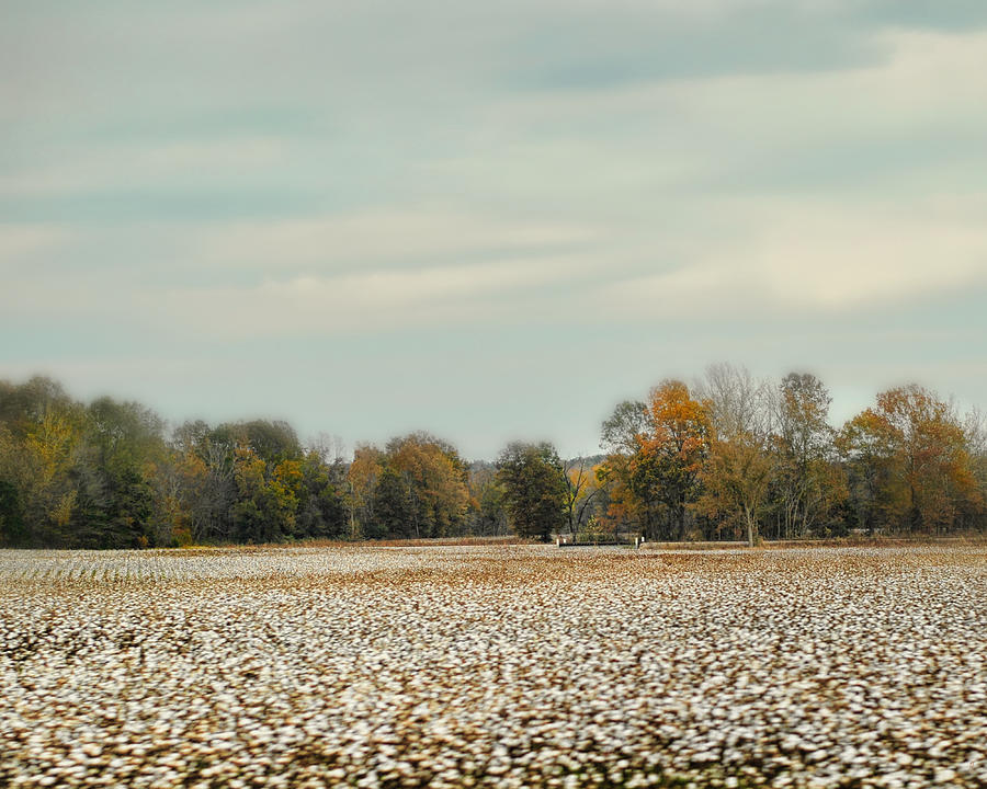 Cotton Field in Autumn - Rural Fall Scene Photograph by Jai Johnson