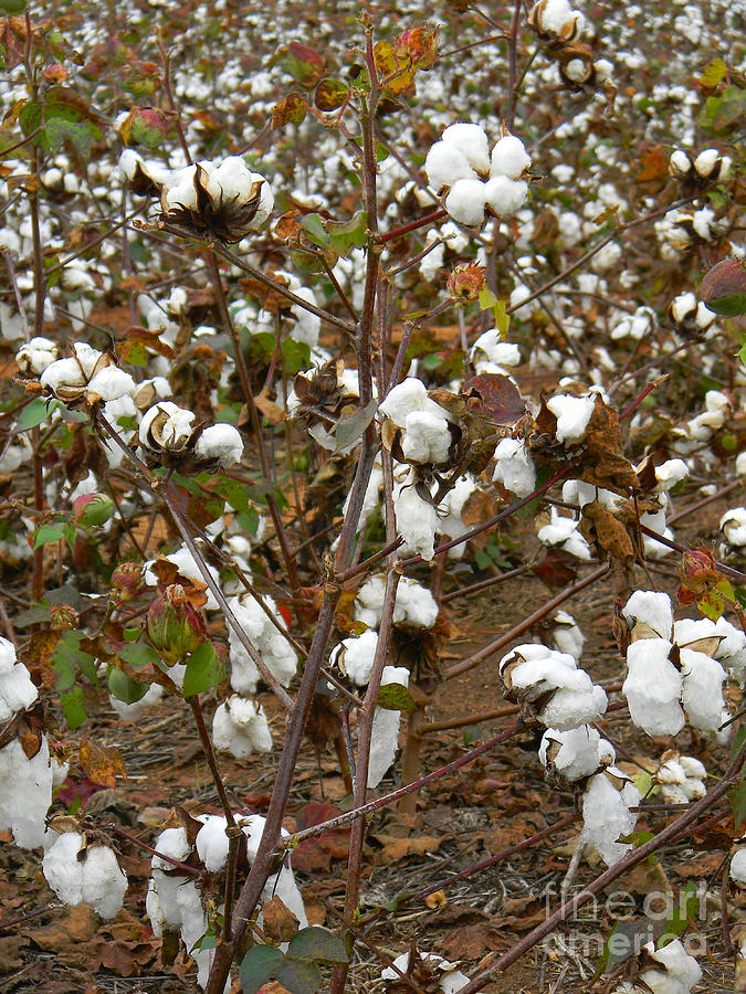 Cotton Field In North Carolina Photograph by JW Hanley