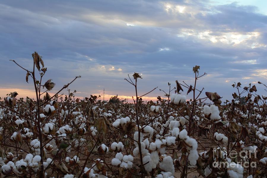 Sunset Photograph - Cotton Field by Lne Kirkes