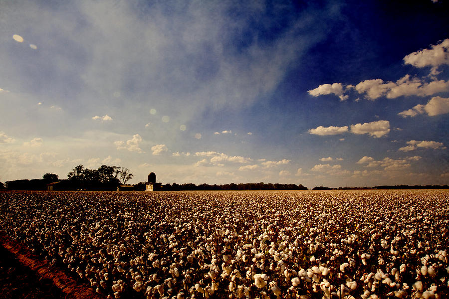 Cotton Field - texture Photograph by Scott Pellegrin