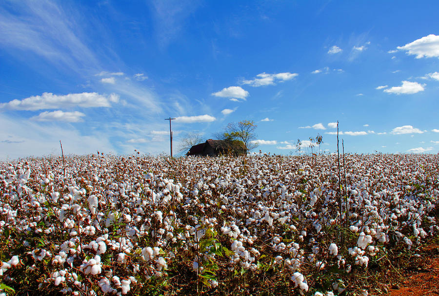 Cotton field under cotton clouds Photograph by Andy Lawless