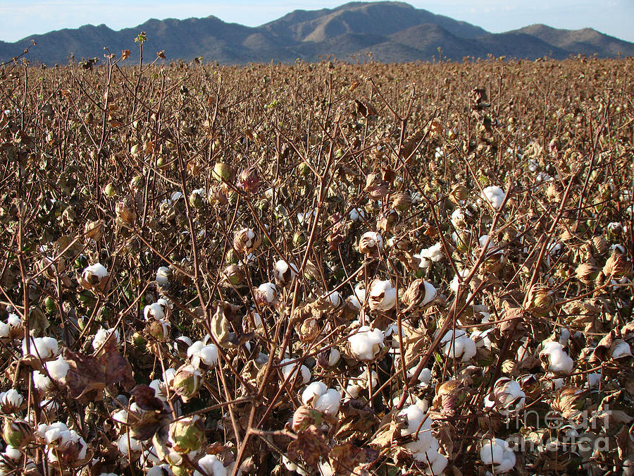 Shell Photograph - Cotton Fields Back Home 2014 by Beverly Guilliams