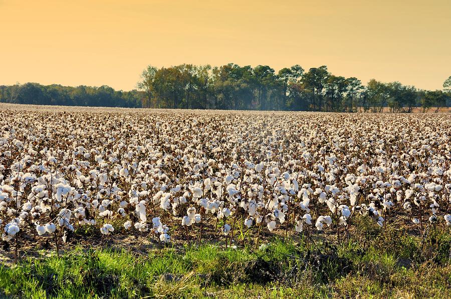 Landscape Photograph - Cotton Fields Back Home by Jan Amiss Photography