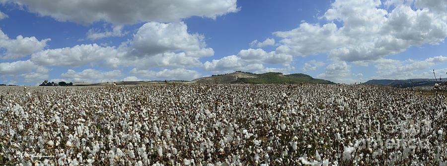 Cotton Fields Forever Photograph by Arik Baltinester