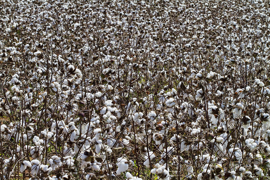 Cotton Fields Photograph by Kathy Clark