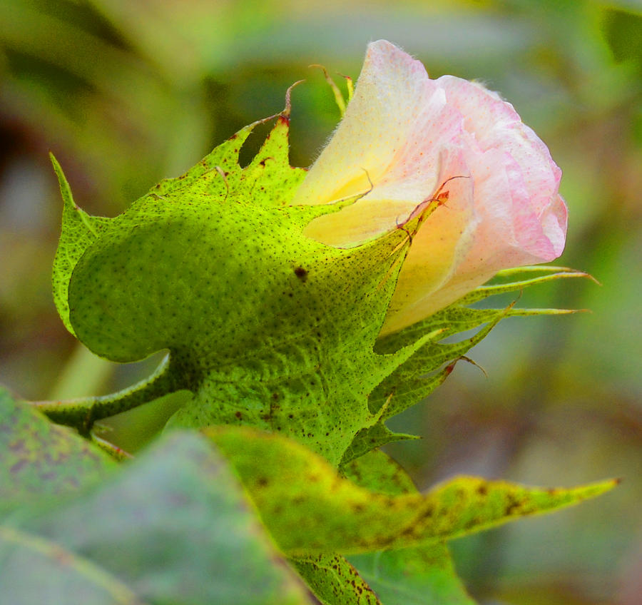 Cotton Flower Photograph by Julie Cameron - Fine Art America