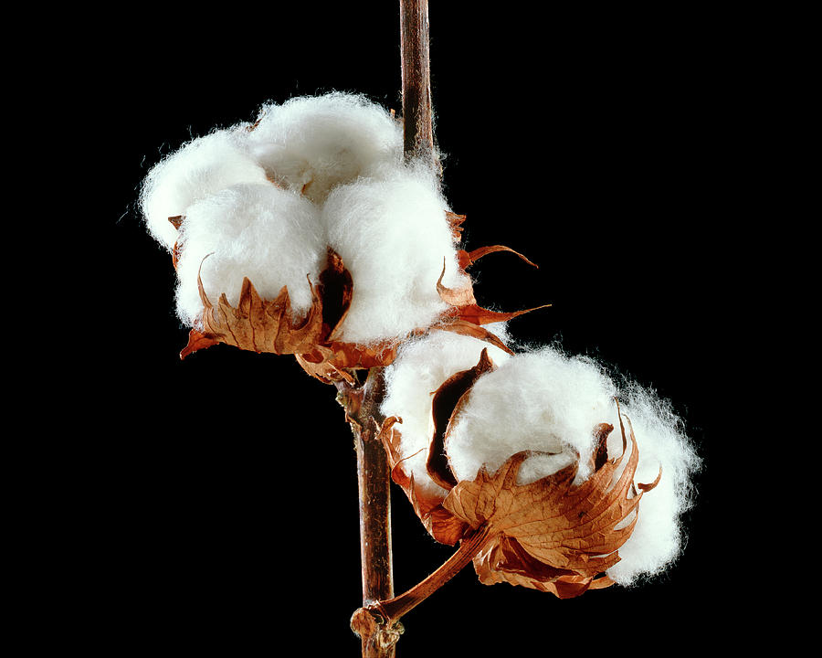 Cotton (gossypium Hirsutum) Bolls Photograph by Gilles Mermet