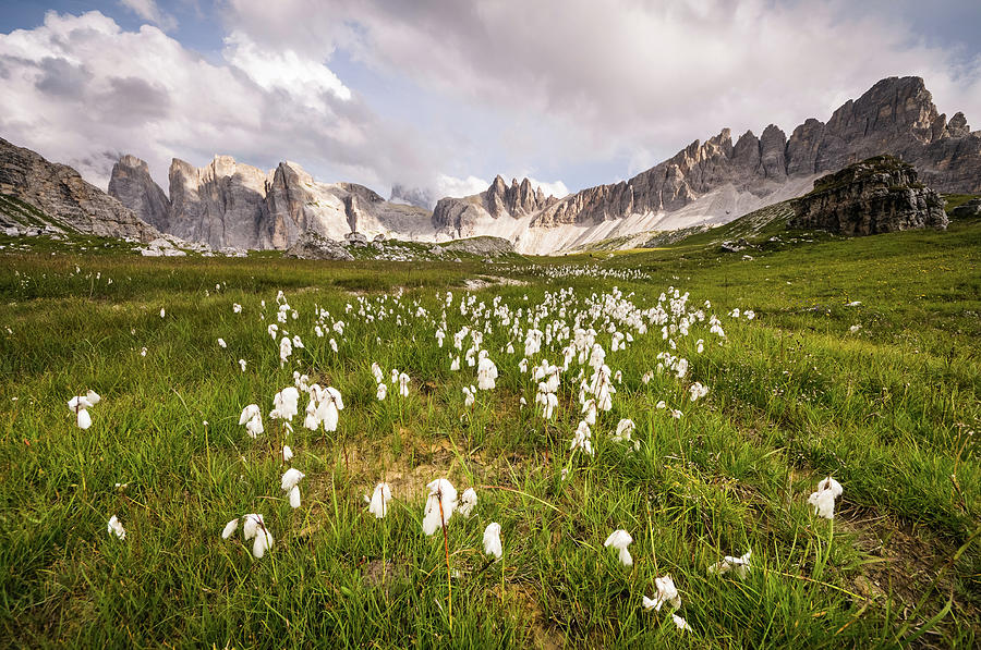 Cotton Grass Photograph by Carlo Zustovi Photographer