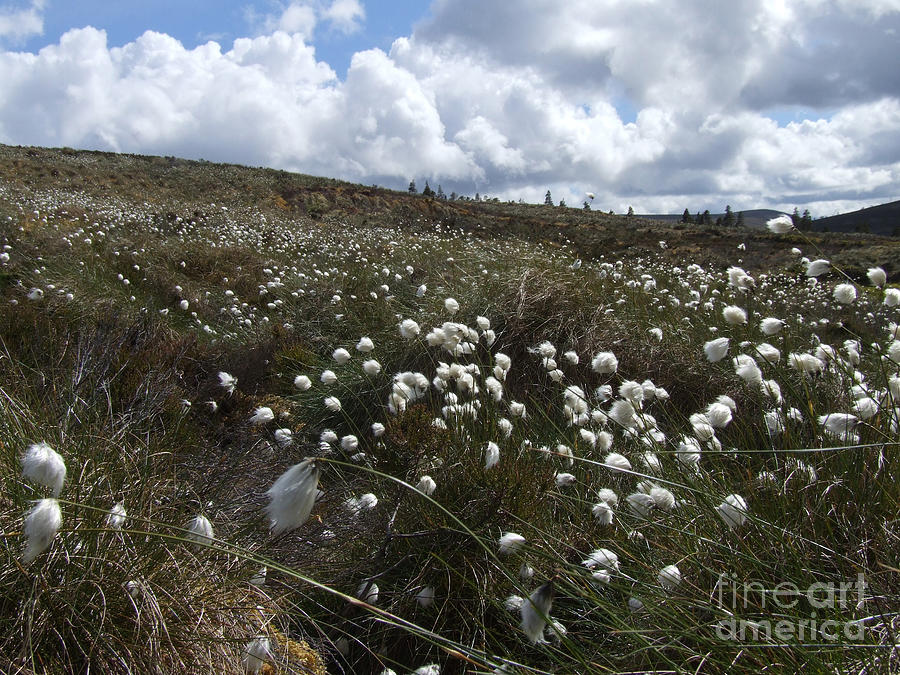 Cotton Grass - Hills of Cromdale - Scotland Photograph by Phil Banks