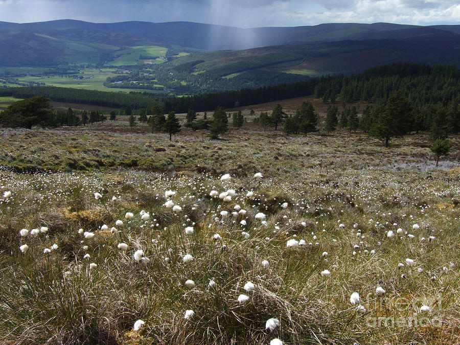 Cotton Grass - Tulchan - Strathspey Photograph by Phil Banks