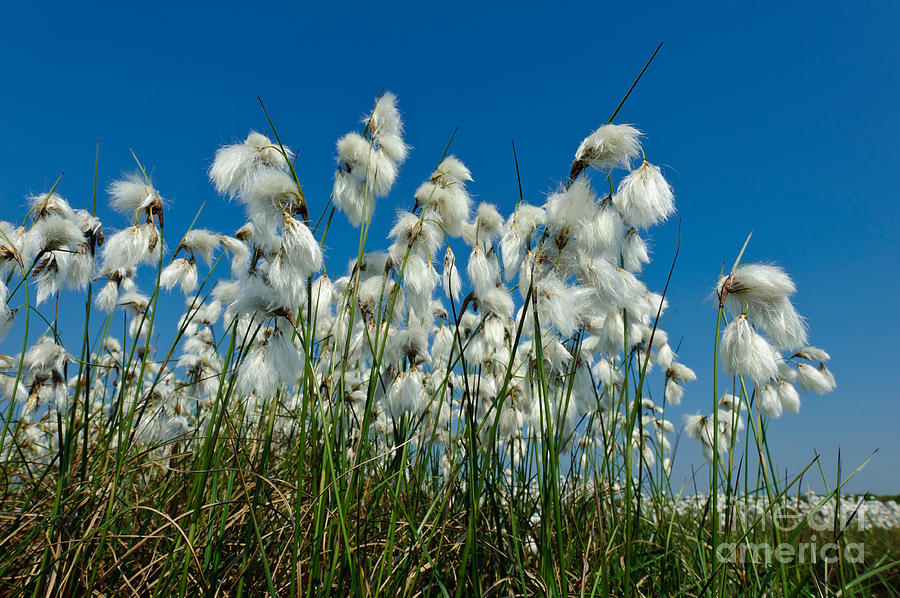Cotton Grass Photograph by Willi Rolfes