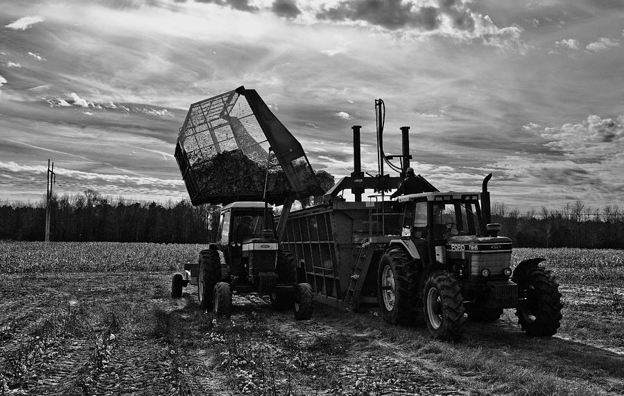 Cotton Harvest #2 Photograph by John Harding
