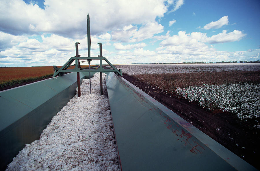 Cotton Harvesting Photograph by Ooyoo