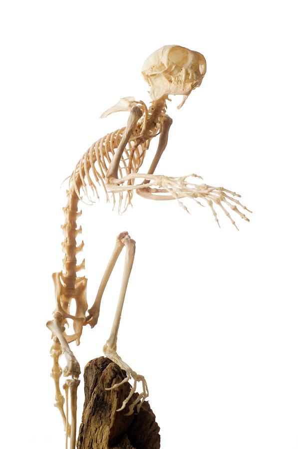 Wildlife Photograph - Cotton-headed Tamarin Skeleton by Daniel Sambraus/science Photo Library