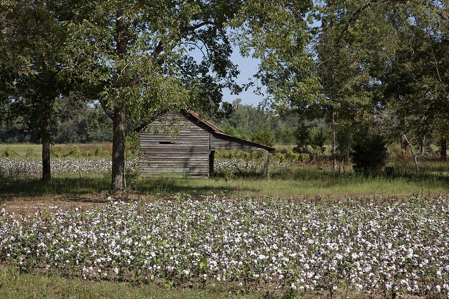 Summer Photograph - Cotton in Rural Alabama by Mountain Dreams