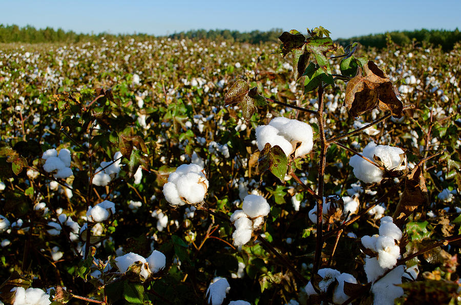 Cotton In South Carolina Photograph by Kenneth Murray