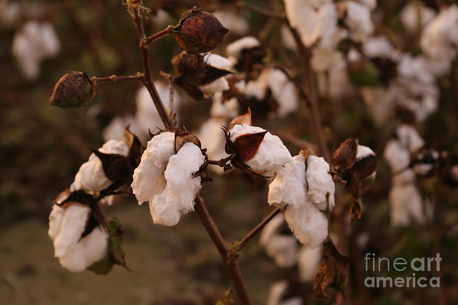 Cotton Photograph - Cotton by Marty Fancy