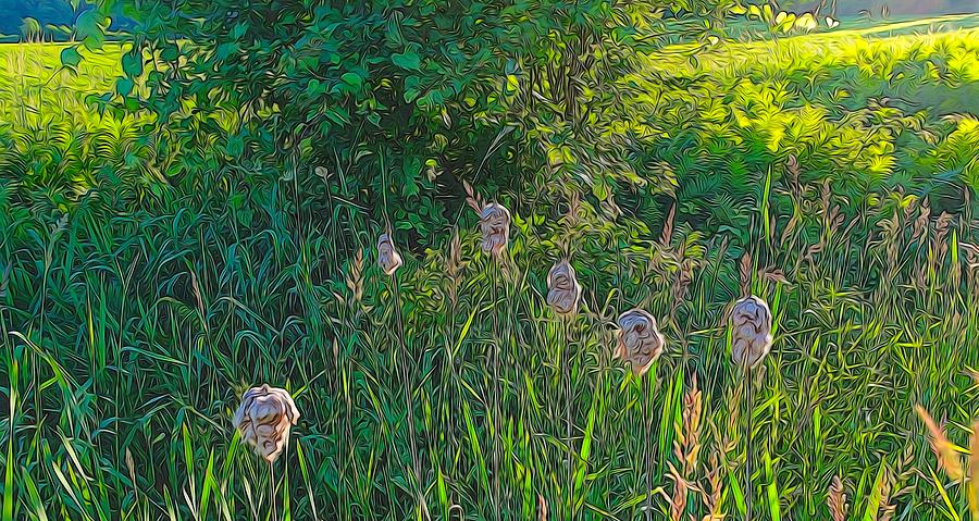 Cotton Monkey Heads Photograph by Peter Jackson - Fine Art America