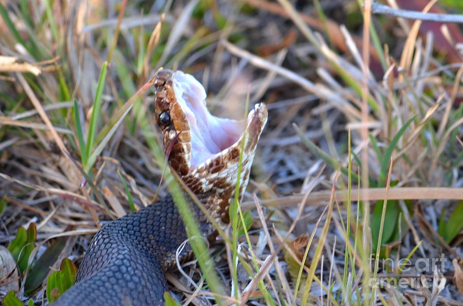 Cotton Mouth Photograph by Edna W - Fine Art America