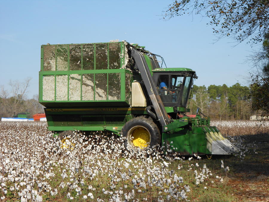 Cotton Picker Land Of Cotton Series Photograph By Dianna Jackson