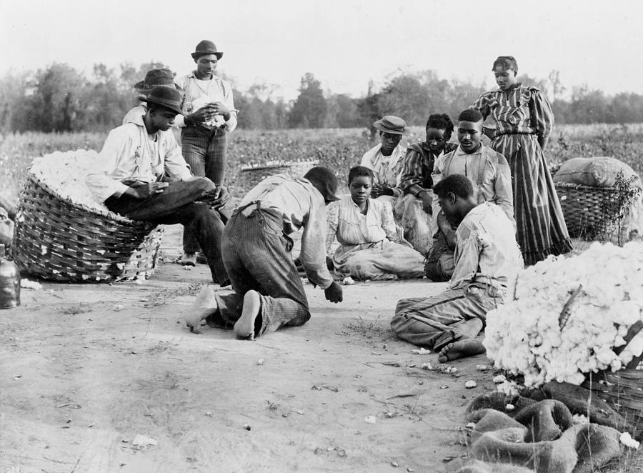 Cotton Pickers, 1900 Photograph by Granger