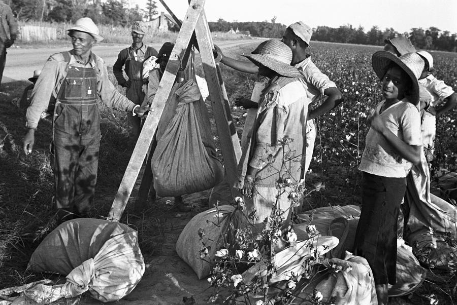 Cotton Pickers, 1935 Photograph by Granger Pixels