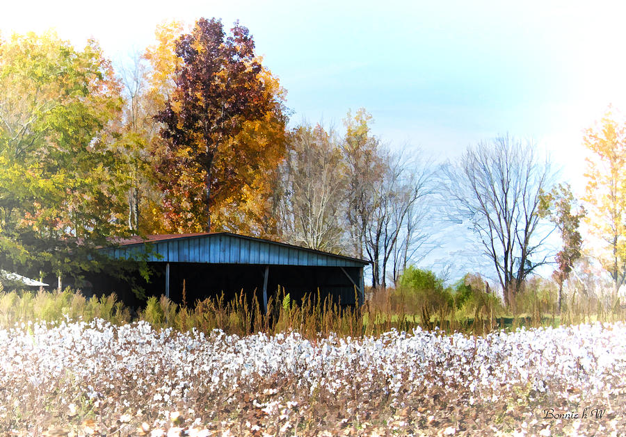 Cotton Pickin Time Photograph by Bonnie Willis