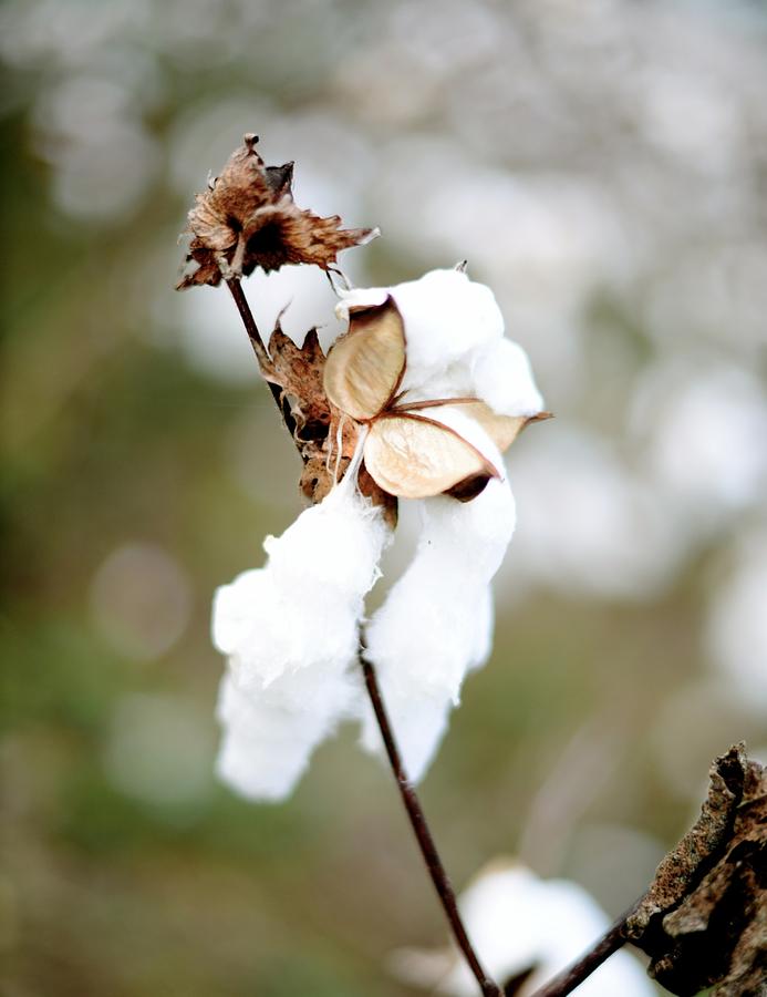 Cotton Picking Photograph by Linda Mishler