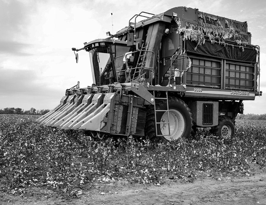 Cotton Picking Photograph by Niala Branson - Fine Art America