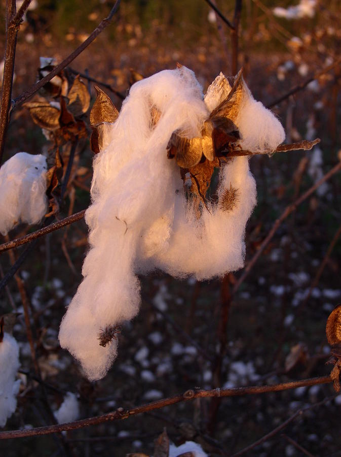 Cotton Plant in Moultrie Georgia Photograph by Cleaster Cotton