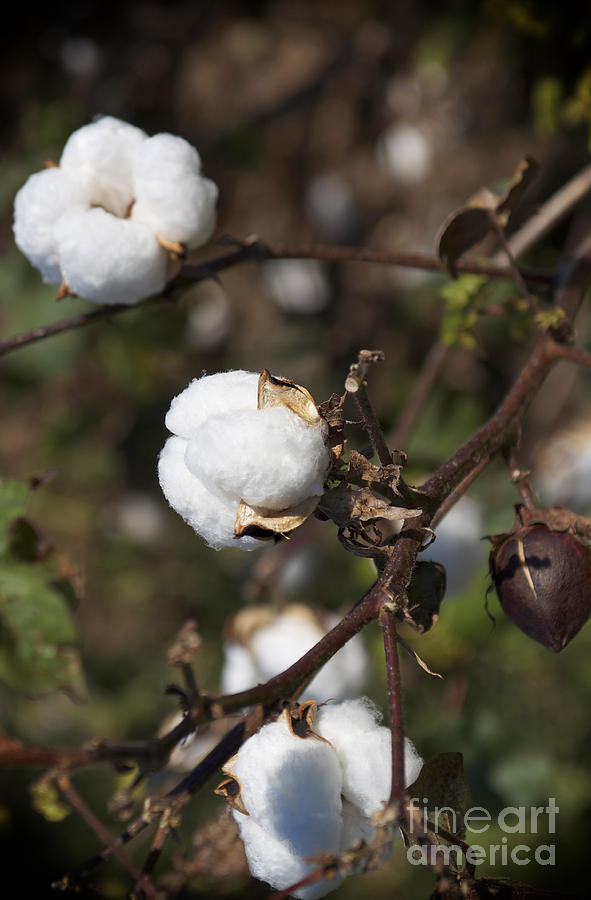 Cotton Plant Photograph by Jeanne  Woods