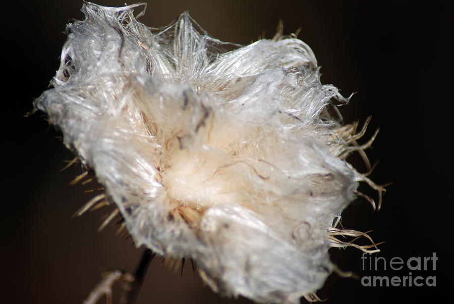Cotton Plant Photograph - Cotton plant by Optical Playground By MP Ray