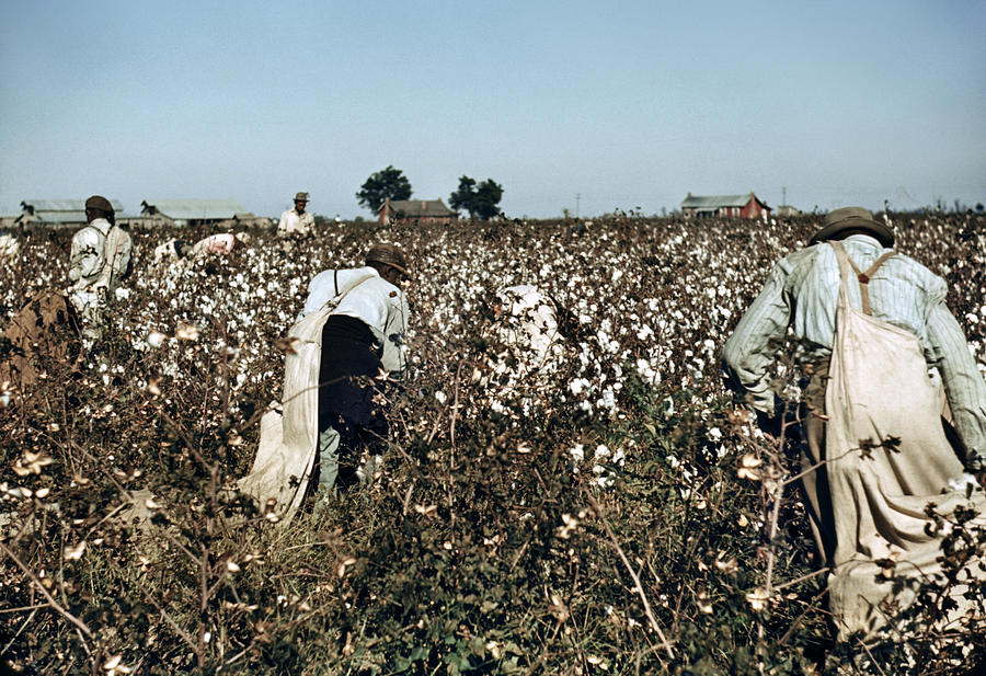 Cotton Plantation, 1939 Photograph by Granger.