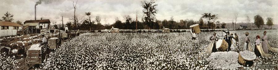 Cotton Plantation Photograph by Library Of Congress