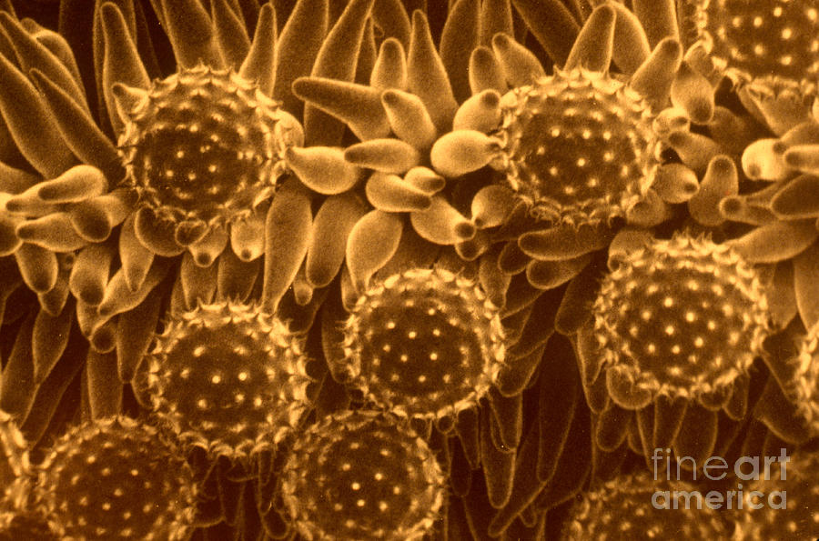 Pollen Photograph - Cotton Pollen by Biology Pics