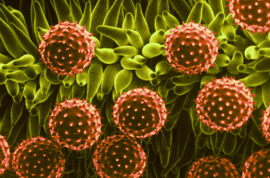 Cotton Pollen, Sem Photograph by Biology Pics