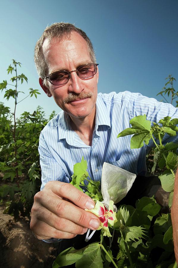 Cotton Pollination Research Photograph by Stephen Ausmus/us Department Of Agriculture
