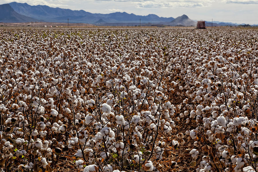 Cotton Ready For Harvest Photograph by E.r. Degginger