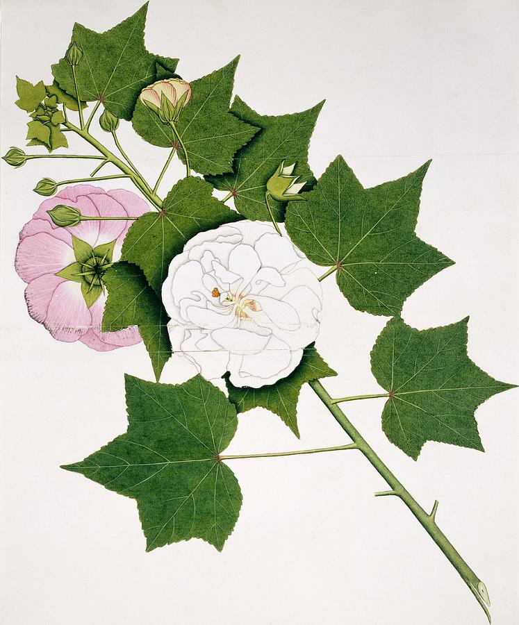 Cotton Rose Hibiscus Mutabilis Photograph By Natural History Museum London Science Photo Library