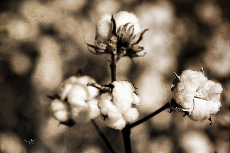 Cotton Photograph by Scott Pellegrin