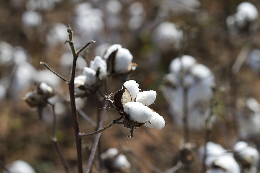 Cotton Southern Gold Photograph by Kathy Clark