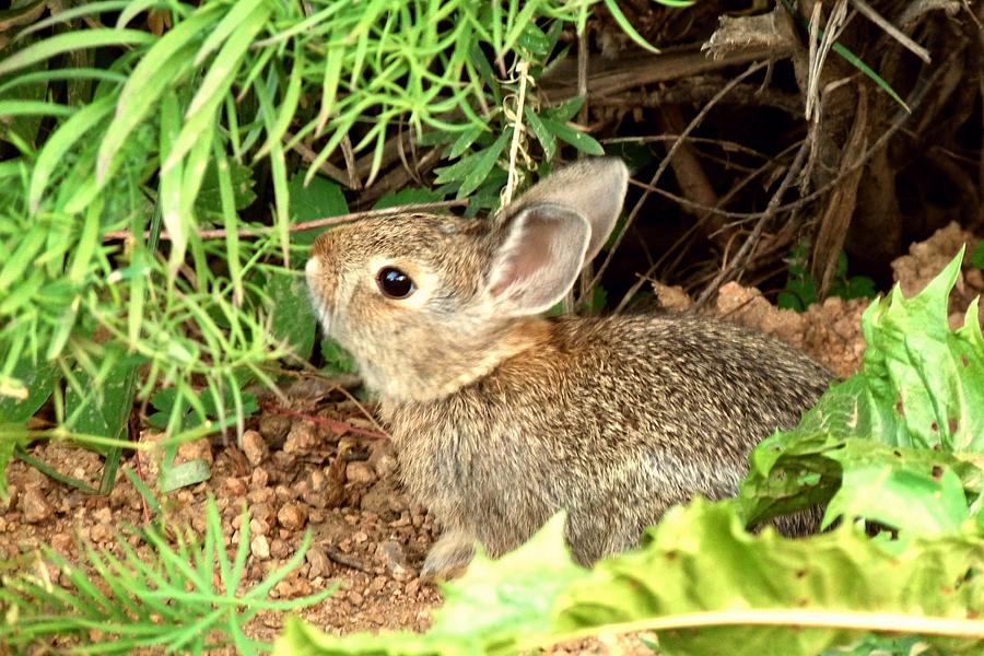 Cotton-tail Rabbit Photograph by Marilyn Burton