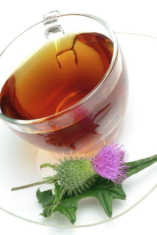 Cotton Thistle Herbal Tea Photograph by Bildagentur-online/th Foto/science Photo Library