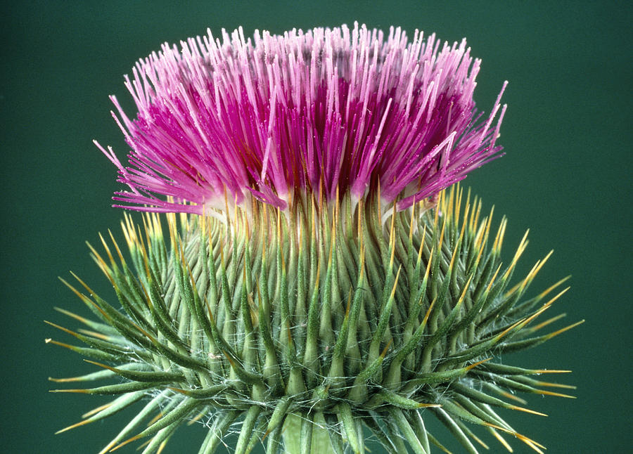 Cotton Thistle Photograph by Perennou Nuridsany