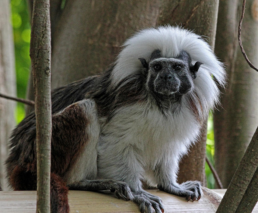 Cotton-Top Tamarin Photograph by Judy Vincent