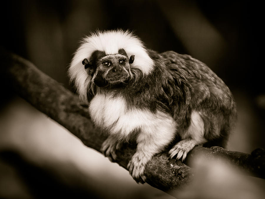 Cotton Top Tamarin Photograph by Mark Llewellyn
